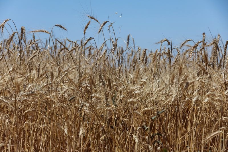 Plantio de trigo atinge 96% da área no Paraná, diz Deral